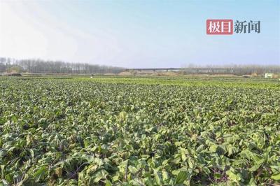 武汉青山蔬菜产业协会成立,加速本地菜"出圈"